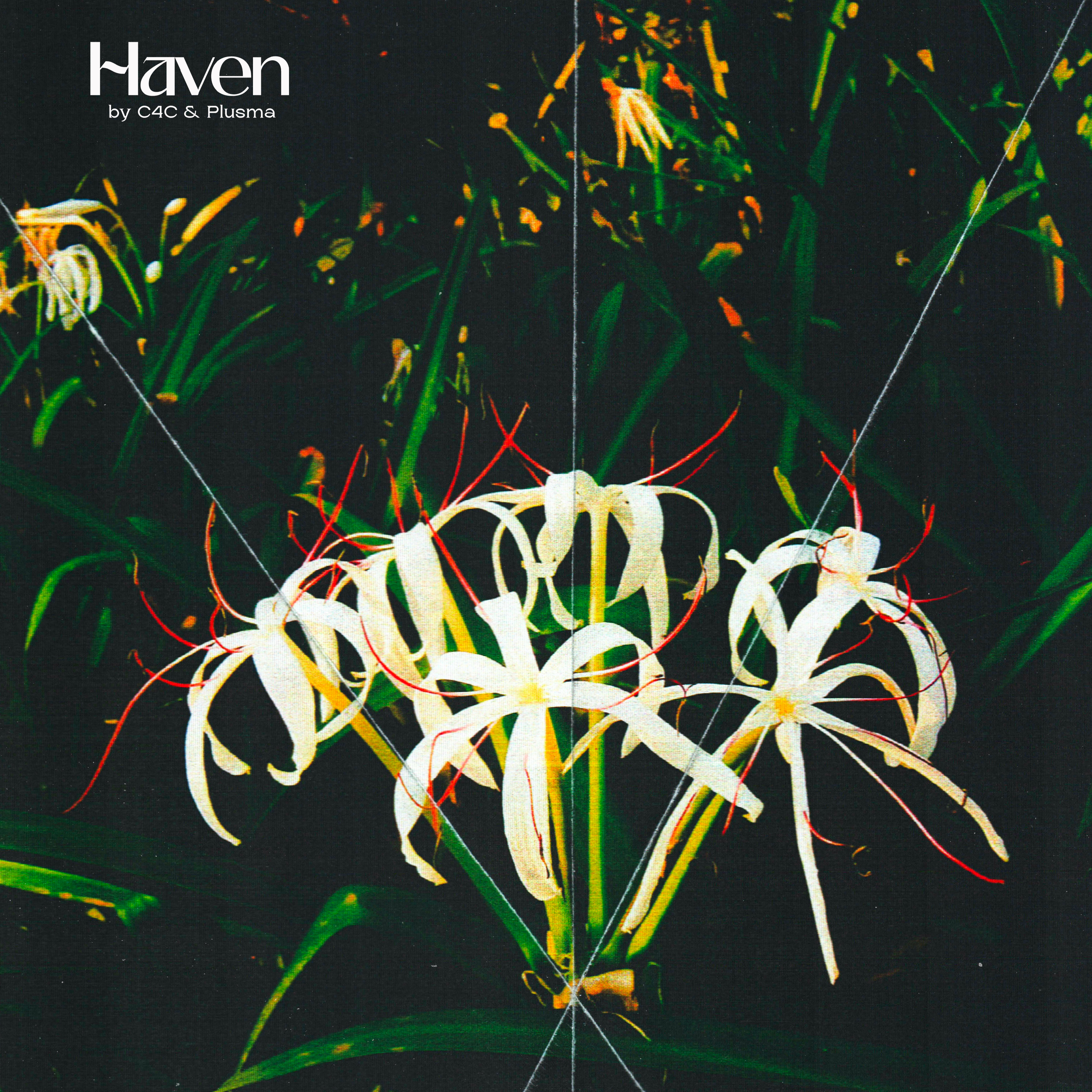 Haven — C4C & Plusma: white flowers on a dark green background